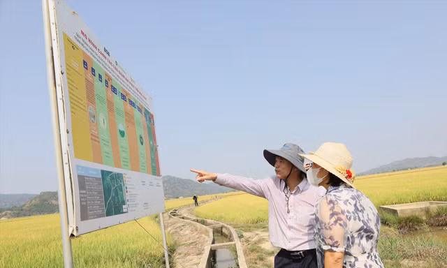 Mô hình trồng lúa giảm phát thải, tăng năng suất ở Đắk Lắk 