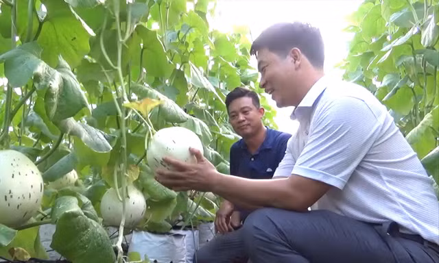 Anh Quyết (áo trắng) giới thiệu mô hình trồng dưa lưới 