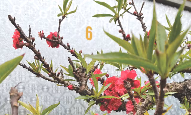 Người cựu binh và vườn đào Thất Thốn 