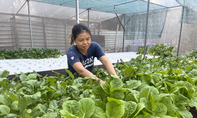 Chị Lê Thị Minh Phượng ứng dụng công nghệ cao trồng rau thủy canh tại phường Tân Tạo A, quận Bình Tân 