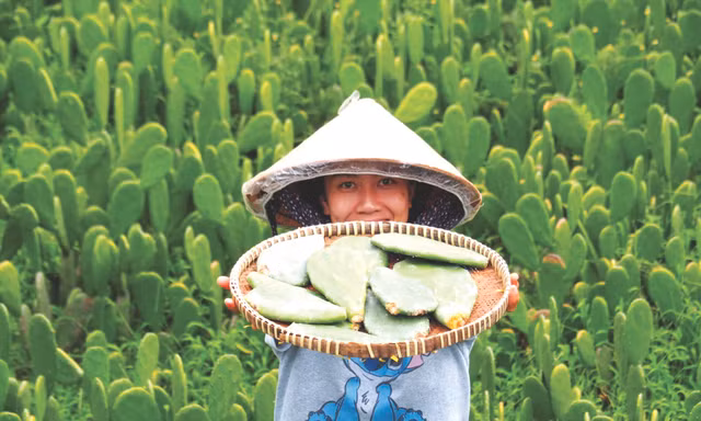 Xương rồng tai thỏ từ cây mọc hoang thành sản phẩm khởi nghiệp độc đáo ảnh: U.P