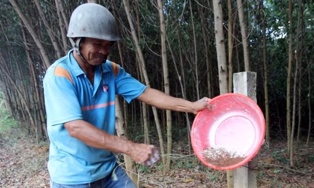 Săn trứng kiến kiếm tiền triệu ở Quảng Nam