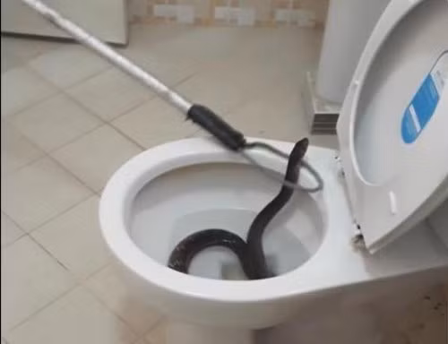 Nhân viên bắt rắn dùng dụng cụ chuyên dụng để bắt giữ con rắn chui lên từ dưới bồn cầu.