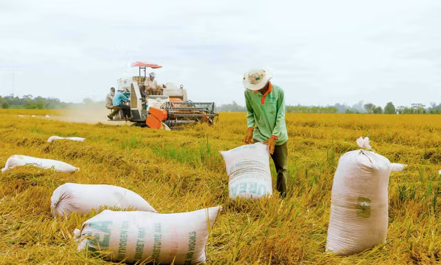 Gạo xuất khẩu tăng mạnh về khối lượng lẫn giá trị