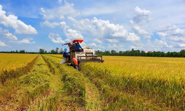 Giá lúa tốt, xuất khẩu gạo khả quan