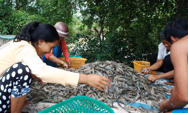 Dịch COVID-19 gây khó khăn nhưng cũng mở ra cơ hội cho ngành tôm