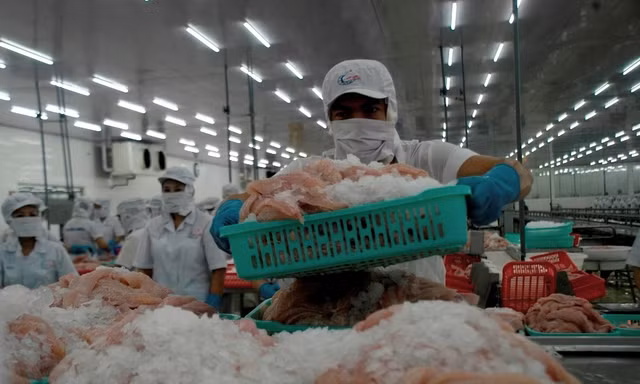 Xuất khẩu cá tra sang EU sẽ giảm kéo dài