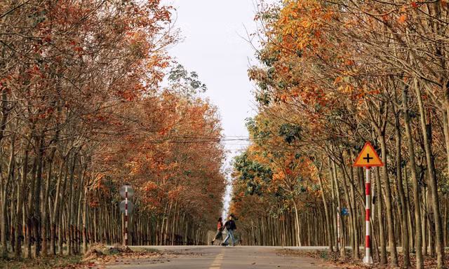 Rừng cao su cách TP.HCM 70km vào mùa thay lá, du khách mê mẩn check-in ngày cận Tết