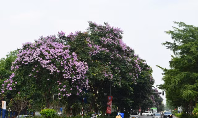 Ngắm hoa bằng lăng mộng mơ 'nhuộm tím' đường phố Hà Nội