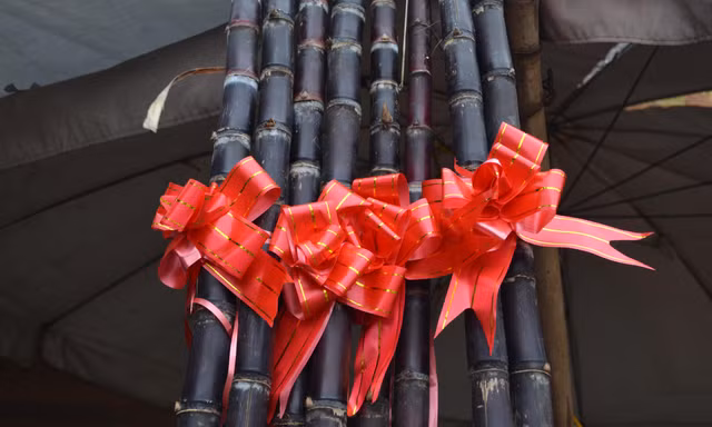 Mía lộc 'rục rịch' xuống phố, thắt nơ chờ giao thừa