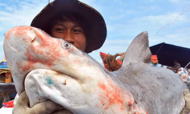 Làng săn cá mập