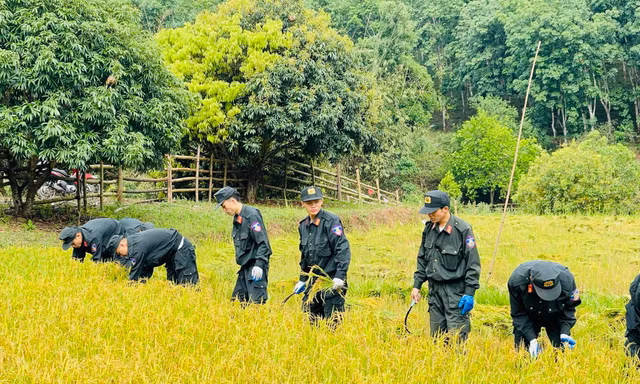 Tuổi trẻ Công an Điện Biên thu hoạch lúa giúp người dân giữa trời nắng nóng