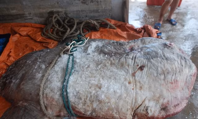 Cá mặt trăng khổng lồ mắc lưới ngư dân Nghệ An