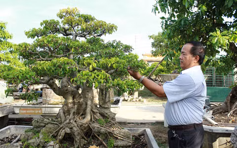 Vườn cây ‘để đời’ của trung tướng về hưu xứ Nghệ