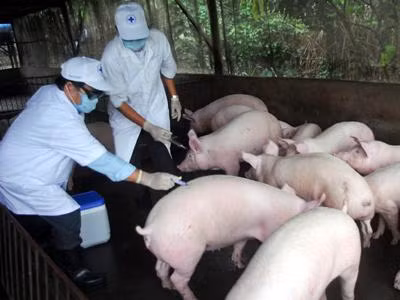 Lập 7 vùng an toàn phòng dịch bệnh phục vụ xuất khẩu