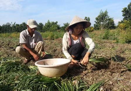 Xa vời giấc mơ giảng đường với nữ sinh đi cắt huệ thuê
