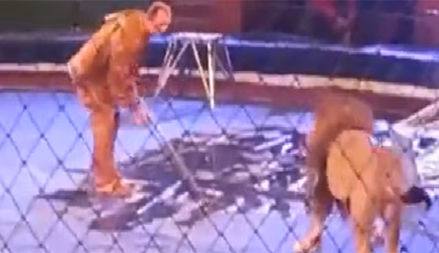 Kinh hãi cảnh sư tử tấn công người dạy thú