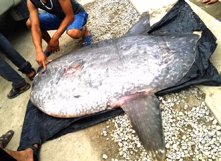Cá mặt trăng nặng 120kg. 