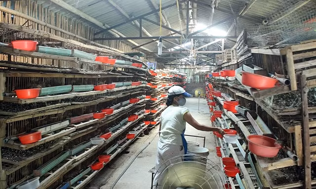Thành triệu phú nông dân nhờ nuôi chim cút
