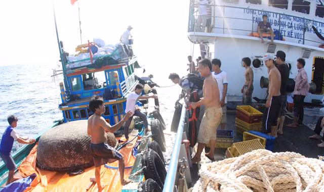 Vận chuyển cá nục từ tàu Sang Fish 01 sang tàu hậu cần ĐNa 90424. Ảnh: Nguyễn Huy 