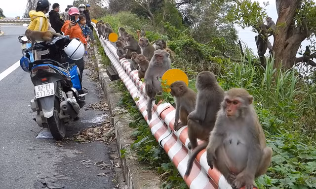 Khỉ Sơn Trà kéo nhau ào xuống đường giành giật thức ăn