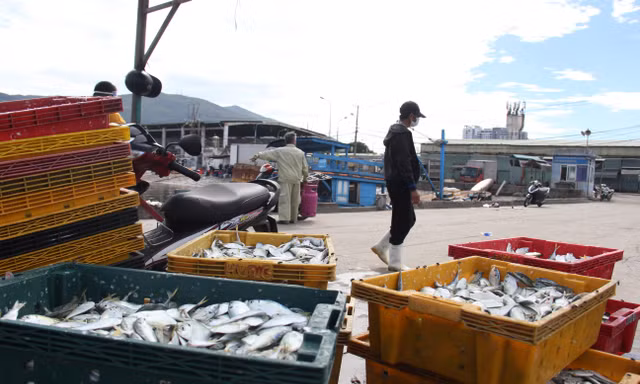 Cảng cá lớn nhất miền Trung ra sao trước giờ đóng cửa?