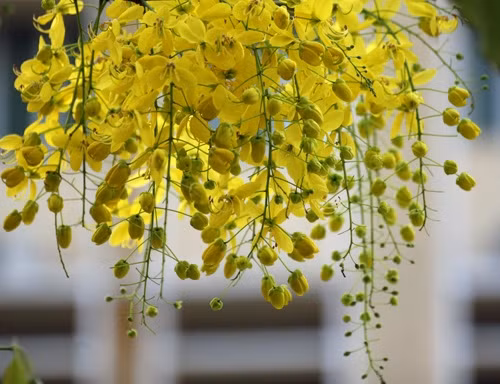 Xao xuyến sắc hoa muồng hoàng yến ở Hà Nội
