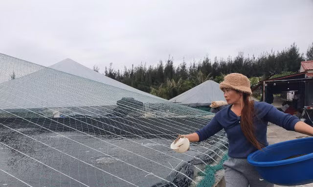 Xem nông dân Nam Định trùm kín ao tránh rét cho tôm