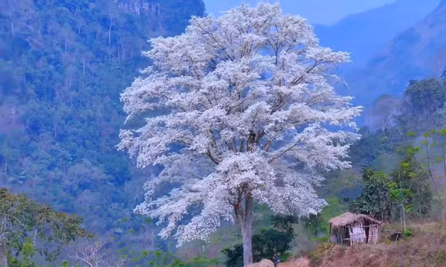 Kỳ lạ 'cây cô đơn' nở hoa trắng muốt như phủ băng tuyết