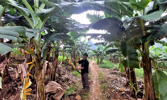 Chuyện về những gia đình người Mông ở vùng biên thu nhập 400-500 triệu đồng/năm