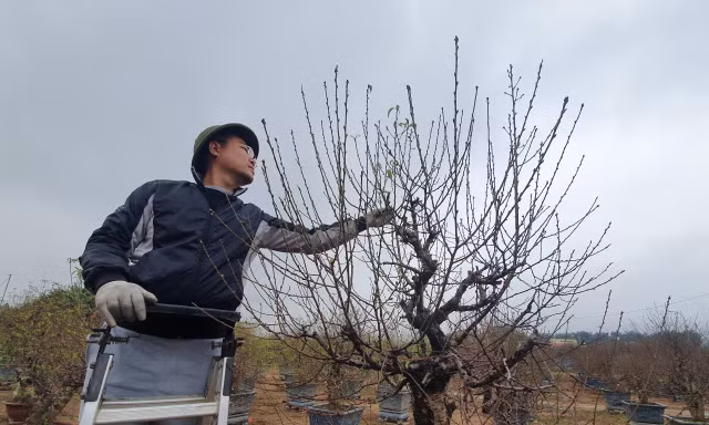 Quất, đào Nhật Tân bắt đầu khoe sắc, chủ vườn 'thấp thỏm' chờ Tết