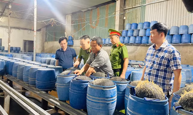 Lạnh người với quy trình sản xuất hàng giá đỗ ngậm hóa chất độc hại