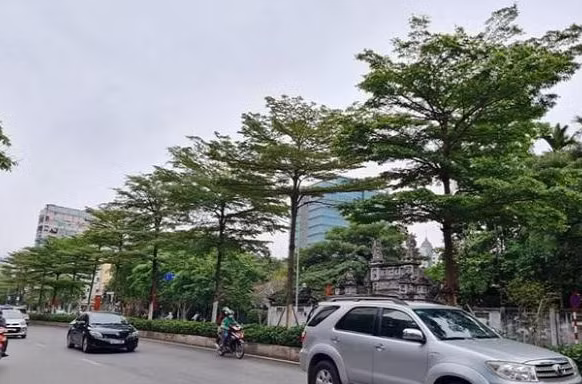 Vụ thổi giá cây xanh ở Hà Nội: Khởi tố, bắt tạm giam thêm 4 bị can