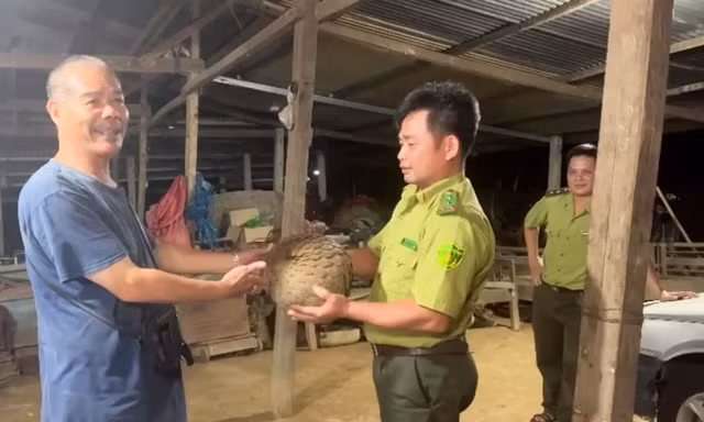 Người dân giao nộp con tê tê ‘khủng’ cho Vườn quốc gia Cát Tiên