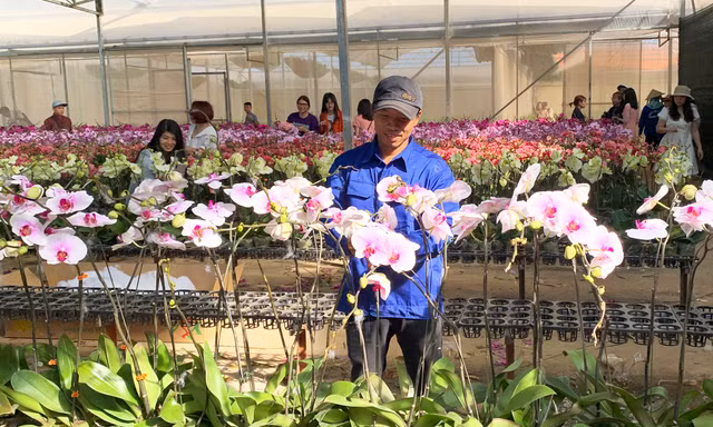 Nữ hoàng các loài hoa ở Đà Lạt tỏa hương sắc rực rỡ 