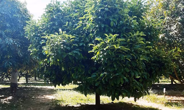 Thương lái ồ ạt ‘gom’ lá măng cụt ở Lâm Đồng: Cơ quan chức năng ra cảnh báo nóng
