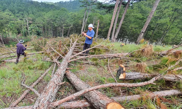 Truy thủ phạm triệt hạ 400 cây thông rừng phòng hộ tại Đà Lạt
