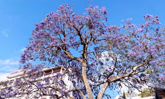 Vẻ đẹp xao xuyến của phượng tím giữa thành phố hoa Đà Lạt