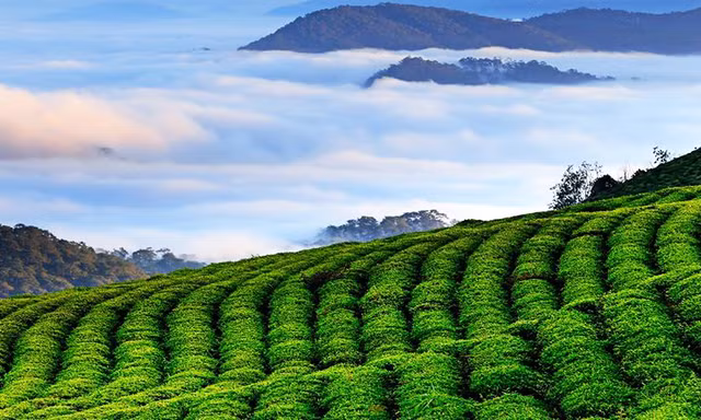 Xây dựng Đà Lạt thành trung tâm du lịch chất lượng cao ở Đông Nam Á