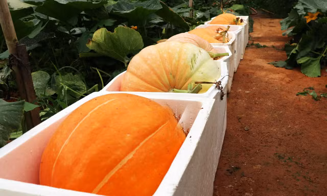 Hoa mắt với các loại bí ngô ở Đà Lạt mùa Halloween