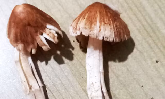 Một ngày 64 người bị ngộ độc ở Lâm Đồng