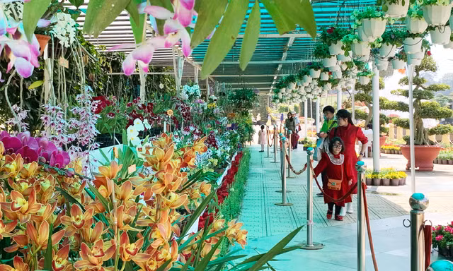 Ngắm hàng trăm giò lan độc đáo tại vườn hoa Đà Lạt