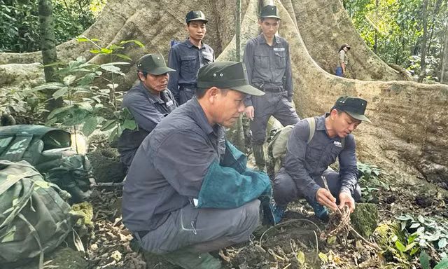 Tháo gỡ hàng trăm bẫy thú ở Vườn quốc gia Cát Tiên