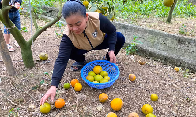 Cam 'tiến Vua' rụng hàng loạt, chủ vườn không dám nhận cọc của khách mua