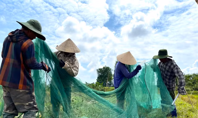 Ra đồng giăng 'thiên la địa võng' bắt châu chấu kiếm tiền triệu mỗi ngày