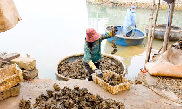 'Bỏ túi' tiền triệu đầu năm nhờ kiếm thức ăn cho tôm hùm 