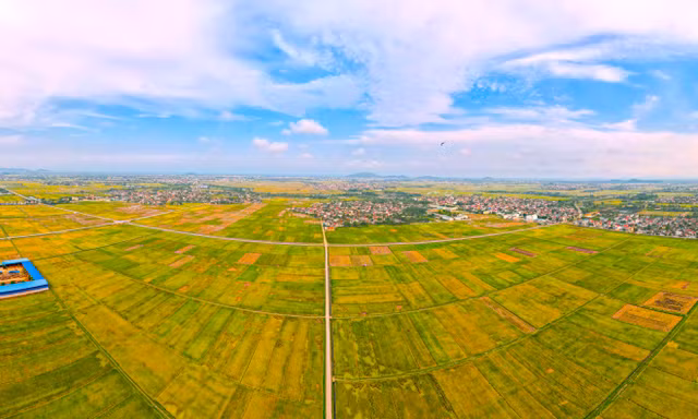 Rực rỡ sắc màu trên cánh đồng mùa lúa chín 