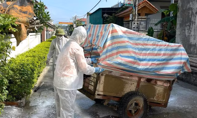 8 tháng, Nghệ An xảy ra 153 ổ dịch tả lợn Châu Phi