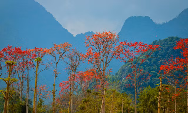 Đẹp nao lòng những chùm hoa gạo đỏ rực vùng quê xứ Nghệ