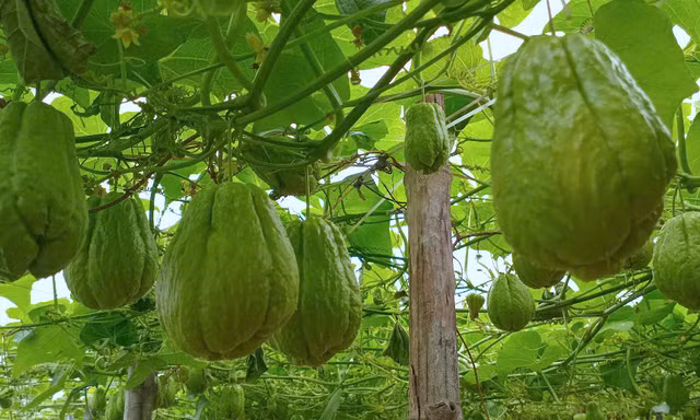 Su su 'rớt giá' thê thảm